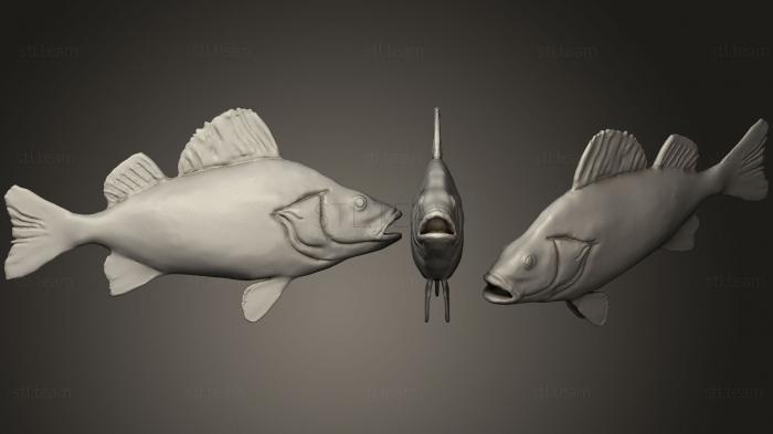 3D модель Рыба Окунь (STL)
